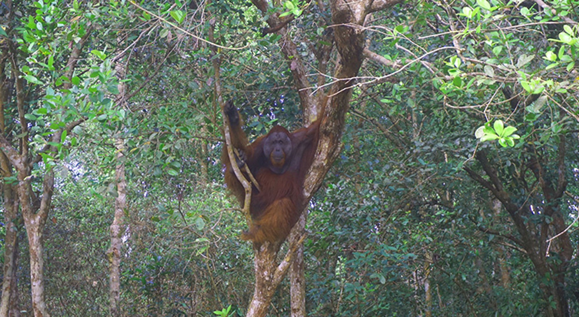 Orang-oetan in een boom in het regenwoud.