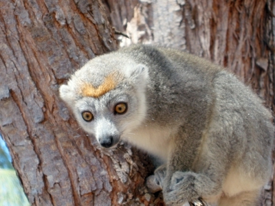 Bruine maki op een boomstam in Madagascar tijdens de Route Madagascar van 19 dagen.