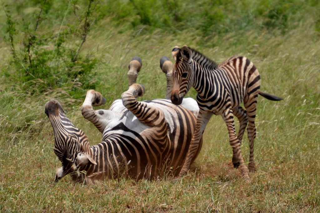 Zebra rolt in het gras terwijl een tweede zebra toekijkt tijdens een familiereis door Zuid-Afrika en eSwatini.
