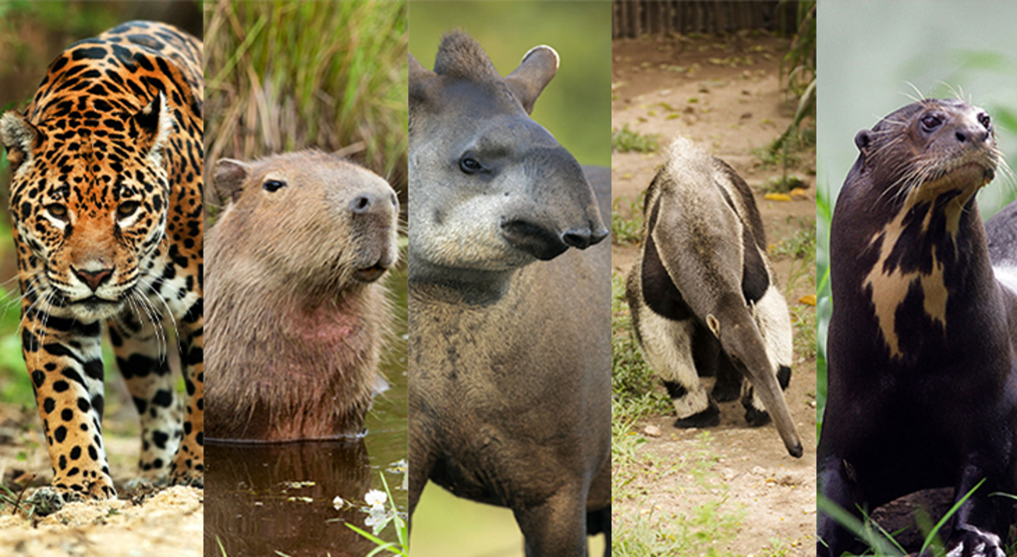 Big Five Brazilië Collage van jaguar, capibara, tapir, reuzenmiereneter en reuzenotter.
