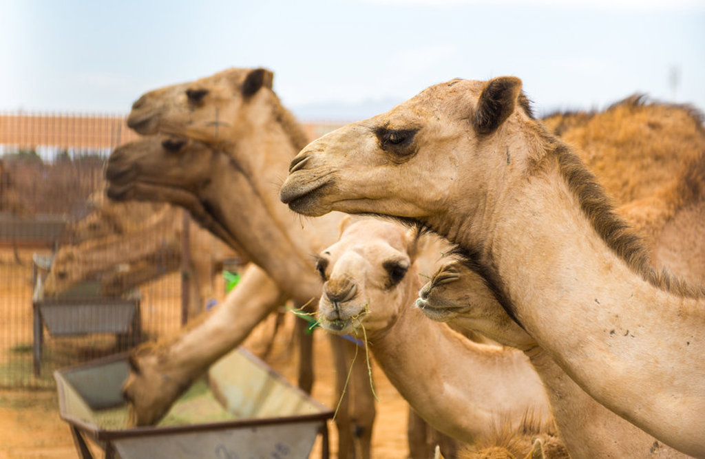 Kamelen bij een voederbak tijdens een groepsrondreis door Saoedi-Arabië.