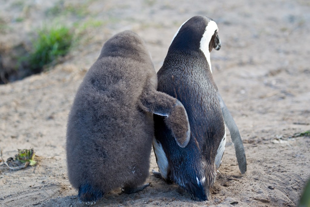 Pinguïn met kuiken op het strand in Zuid-Afrika.