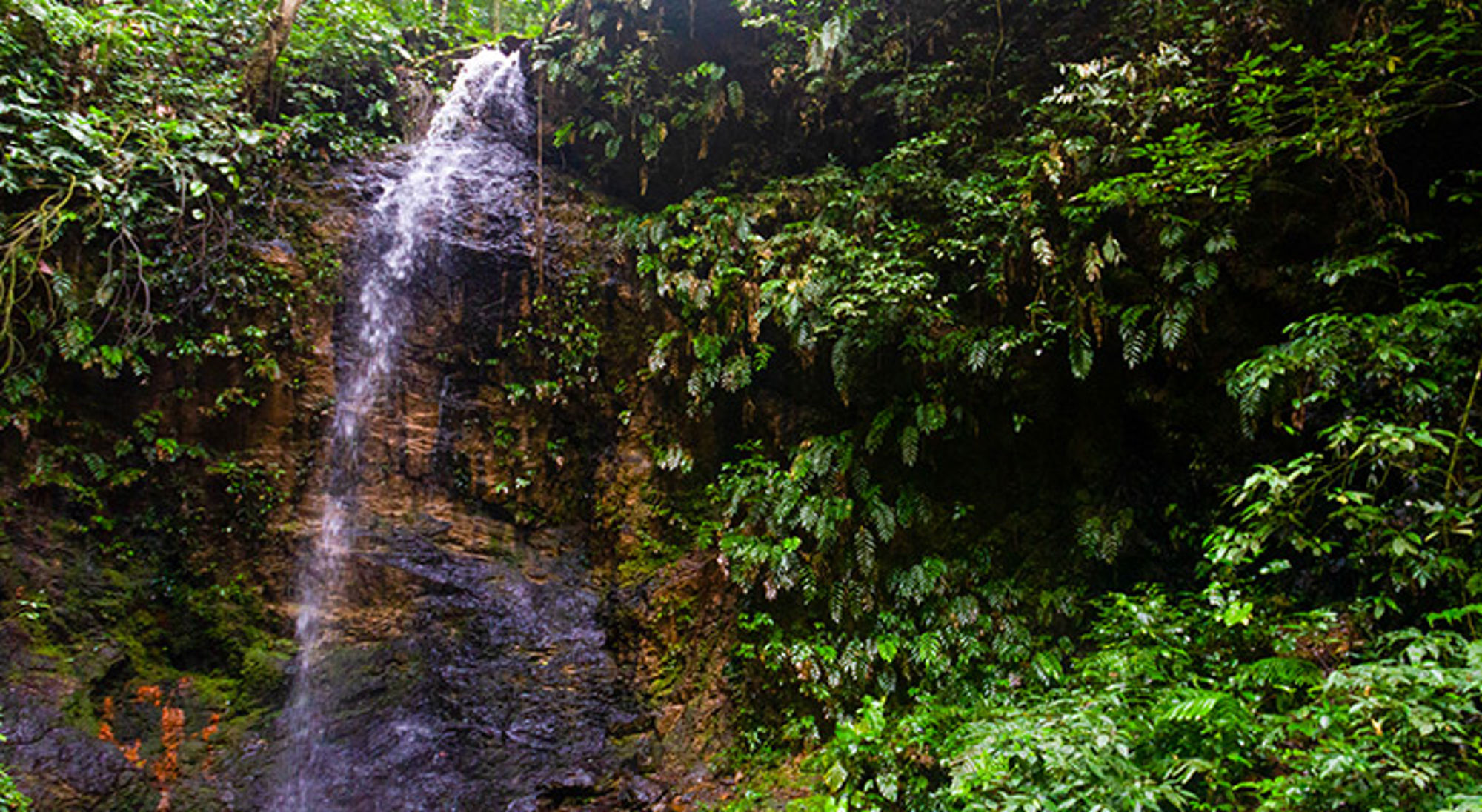 Waterval in weelderig groen regenwoud langs een rotswand.