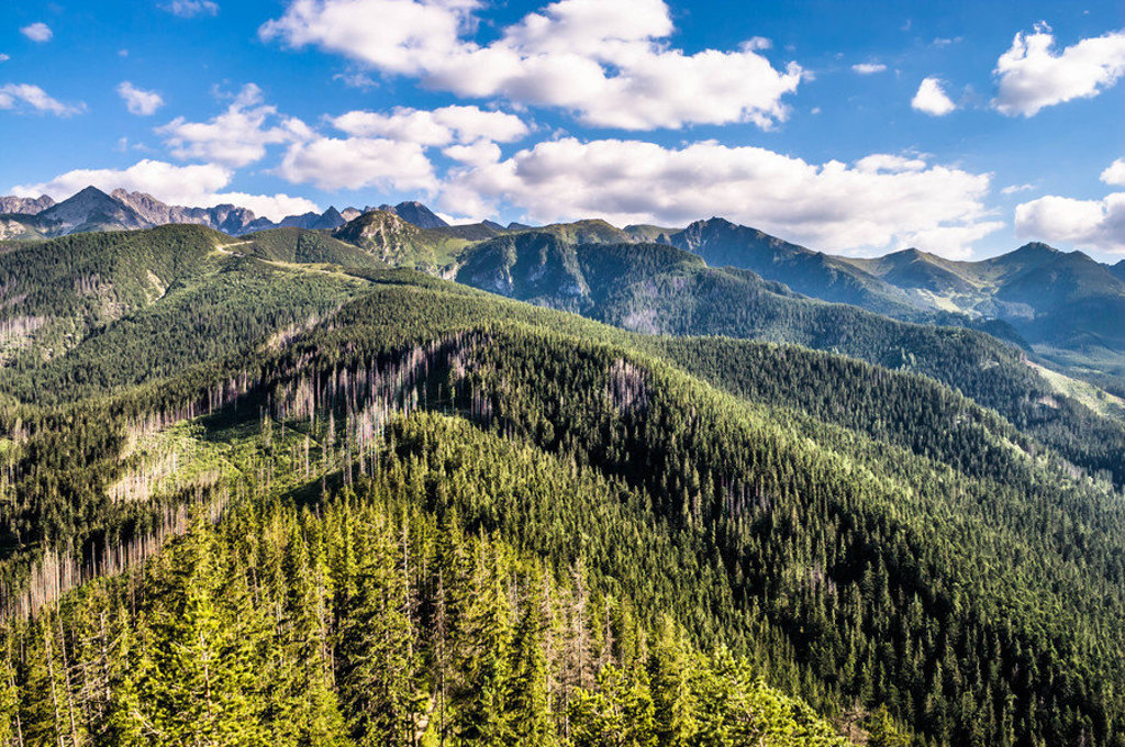 Panorama van de Tatra-bergen in Polen met groene berghellingen en naaldbossen onder een blauwe lucht.
