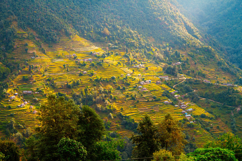 Terrasvormige rijstvelden in de groene heuvels van Nepal tijdens een 22-35ers reis.