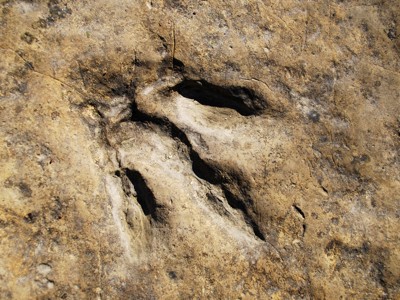 Fossiele dinosaurusvoetafdruk in rots tijdens de Route Georgië.