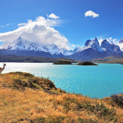Guanaco aan de oever van een turkoois gletsjermeer met besneeuwde bergtoppen in Patagonië.