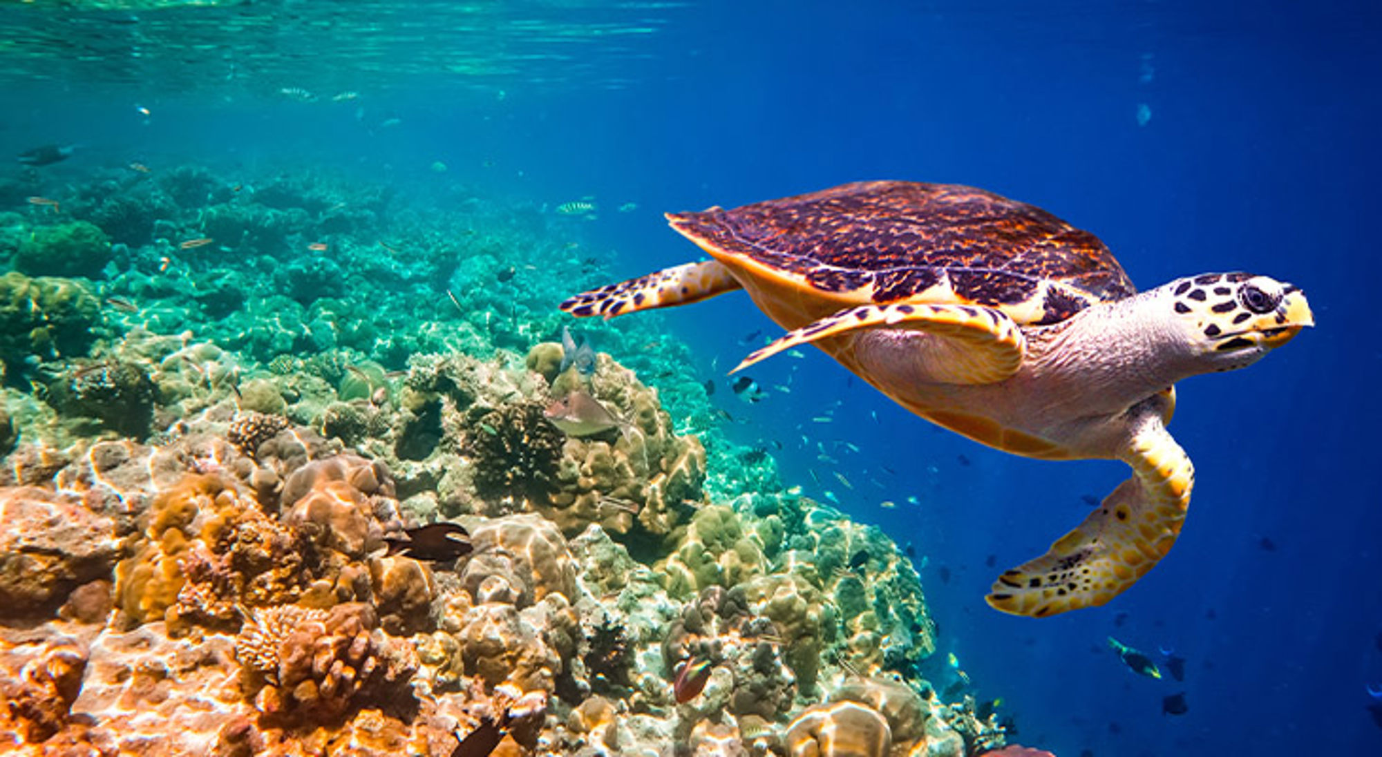 Doneer aan natuurbeschermingsprojecten Zeeschildpad zwemt boven een kleurrijk koraalrif in helderblauw water.