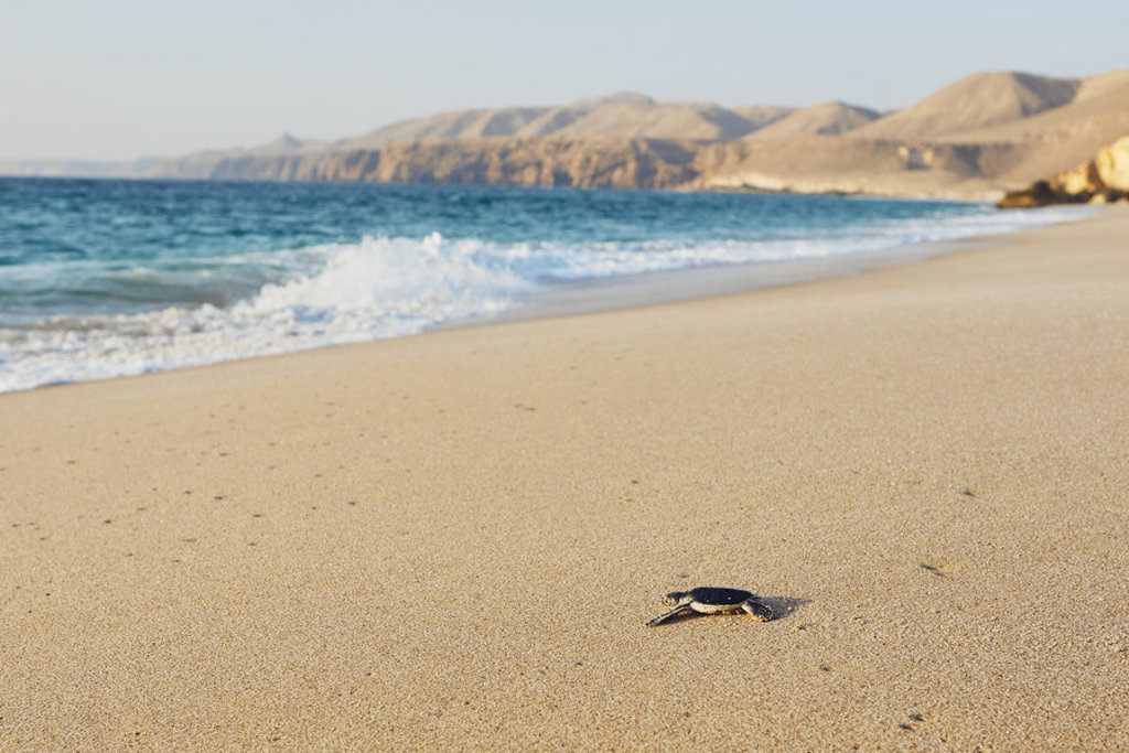 Jonge zeeschildpad op het zandstrand aan de kust van Oman tijdens de groepsrondreis Oman en Dubai.