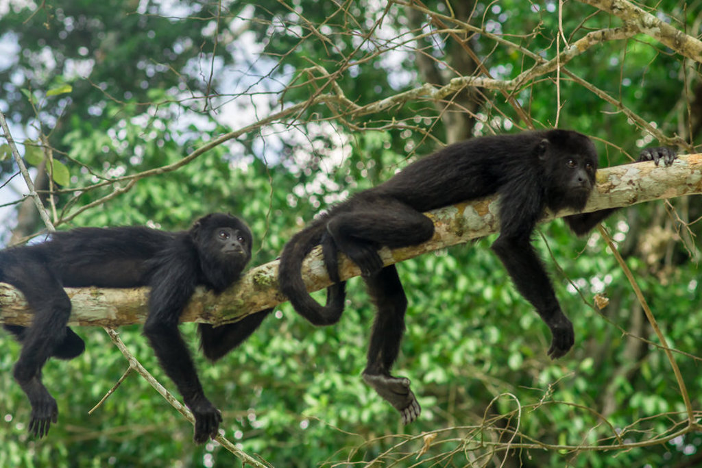 Brulapen rusten op een boomtak in de jungle van Guatemala tijdens een groepsrondreis.