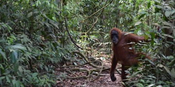 Orang-oetan in de jungle van Sumatra tijdens een wandeling door het regenwoud.