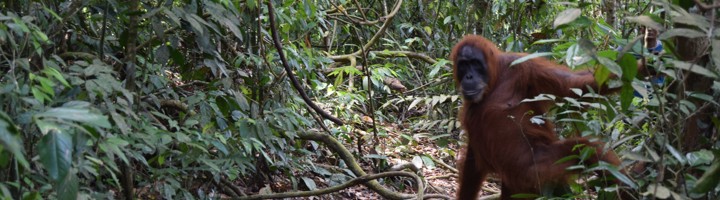 Orang-oetan in de jungle van Sumatra tijdens een wandeling door het regenwoud.