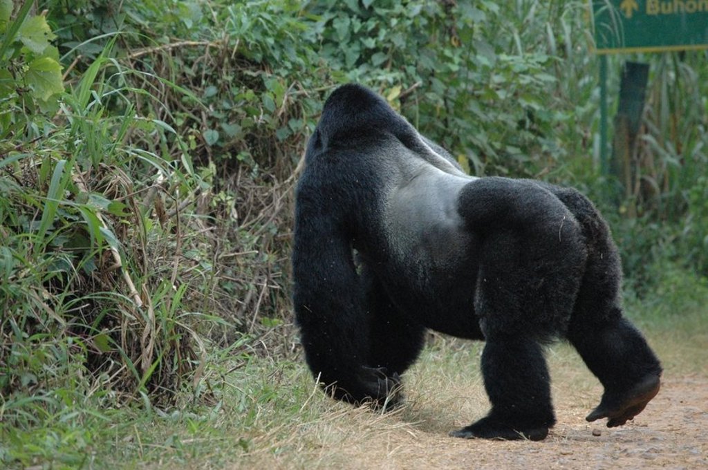 Gorilla tussen het groene regenwoud tijdens een groepsrondreis Uganda en Rwanda.
