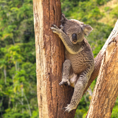 Koala rustend in een eucalyptusboom in Australië tijdens een groepsrondreis Australië & Nieuw-Zeeland.