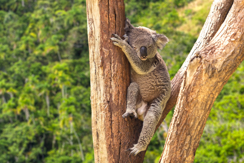 Koala rustend in een eucalyptusboom in Australië tijdens een groepsrondreis Australië & Nieuw-Zeeland.