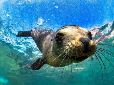 Zeeleeuw zwemt onder water bij de Galapagos-eilanden in Ecuador.