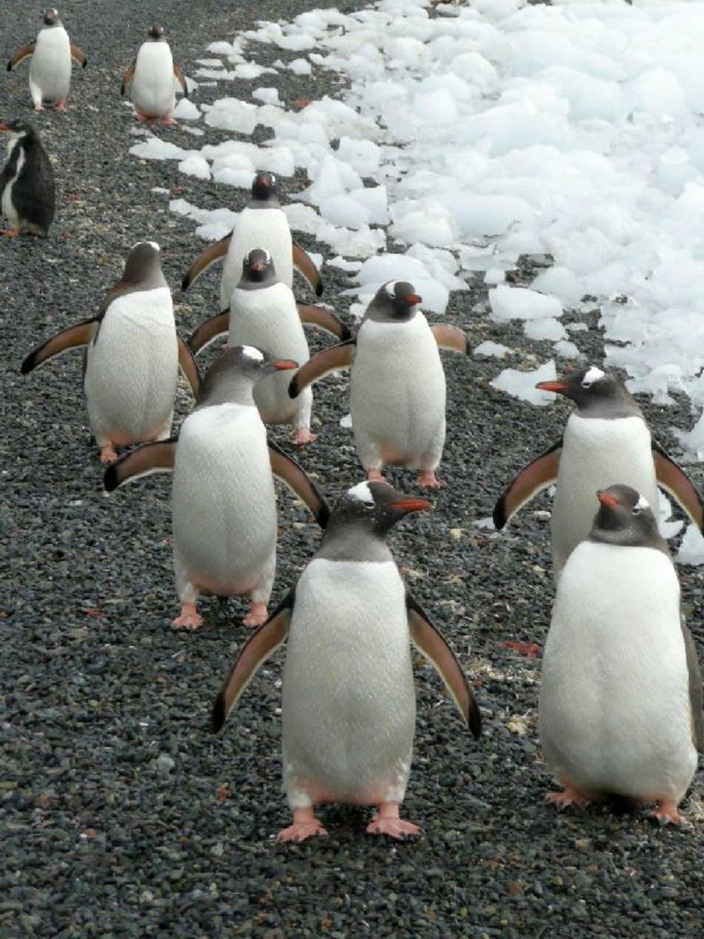 Ezelspinguïns op een kiezelstrand met sneeuw langs de kust in Antarctica.