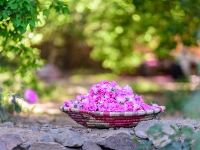 Mand met roze rozen op een tuinpad in Saoedi-Arabië.