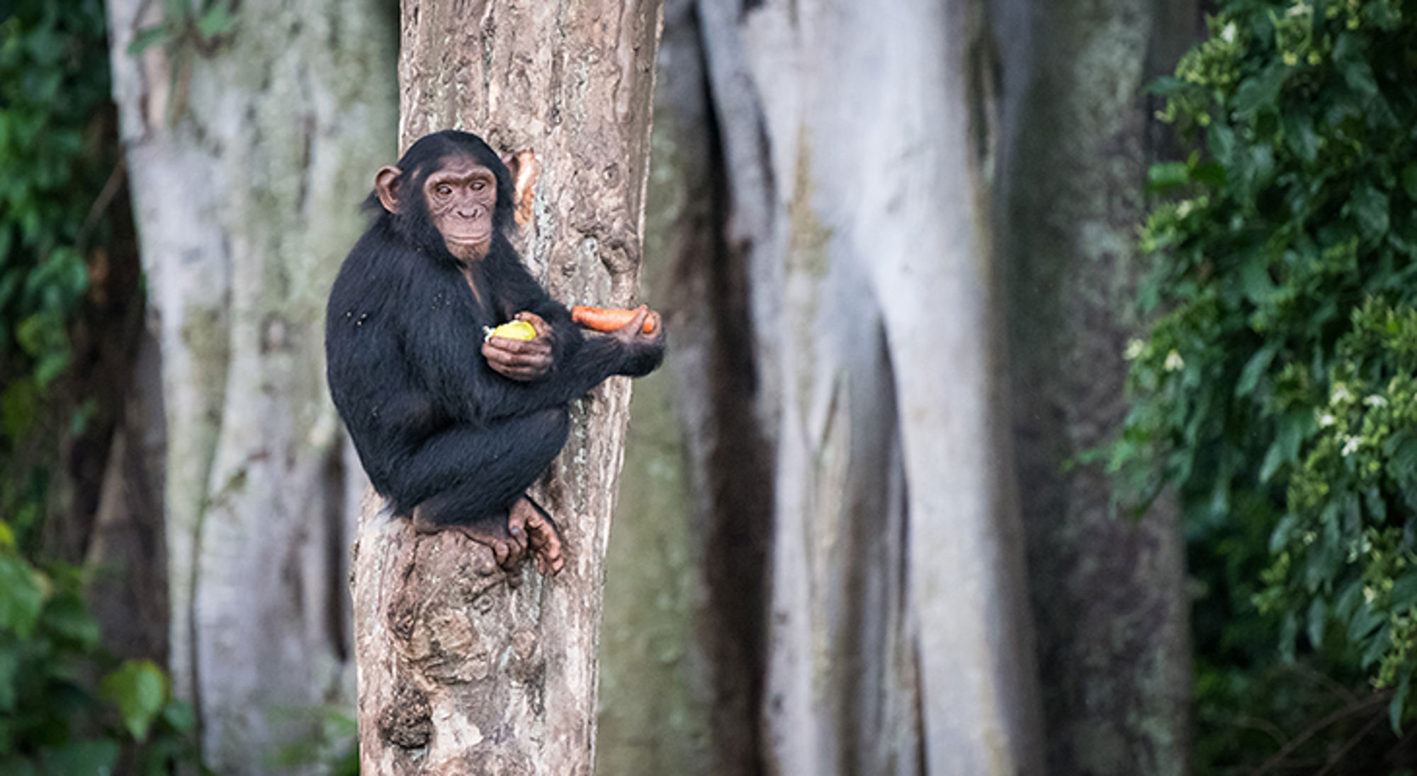 Puur Sawadee project Uganda Chimpanzee zit op een boomstam en eet fruit.