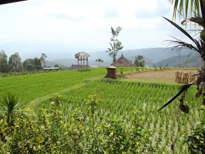 Groene rijstvelden met uitzicht op heuvels en traditionele huisjes op Bali.