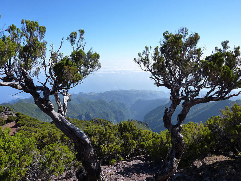 Uitzicht over de groene bergen van Madeira tijdens een wandelvakantie.