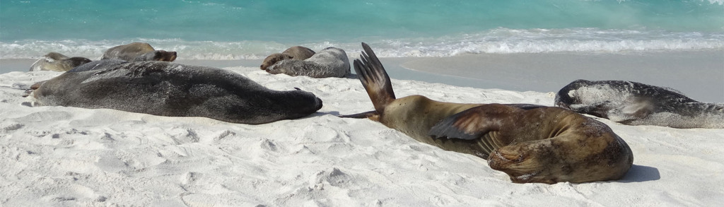 Zeeleeuwen rusten op een wit zandstrand aan zee op de Galapagoseilanden.