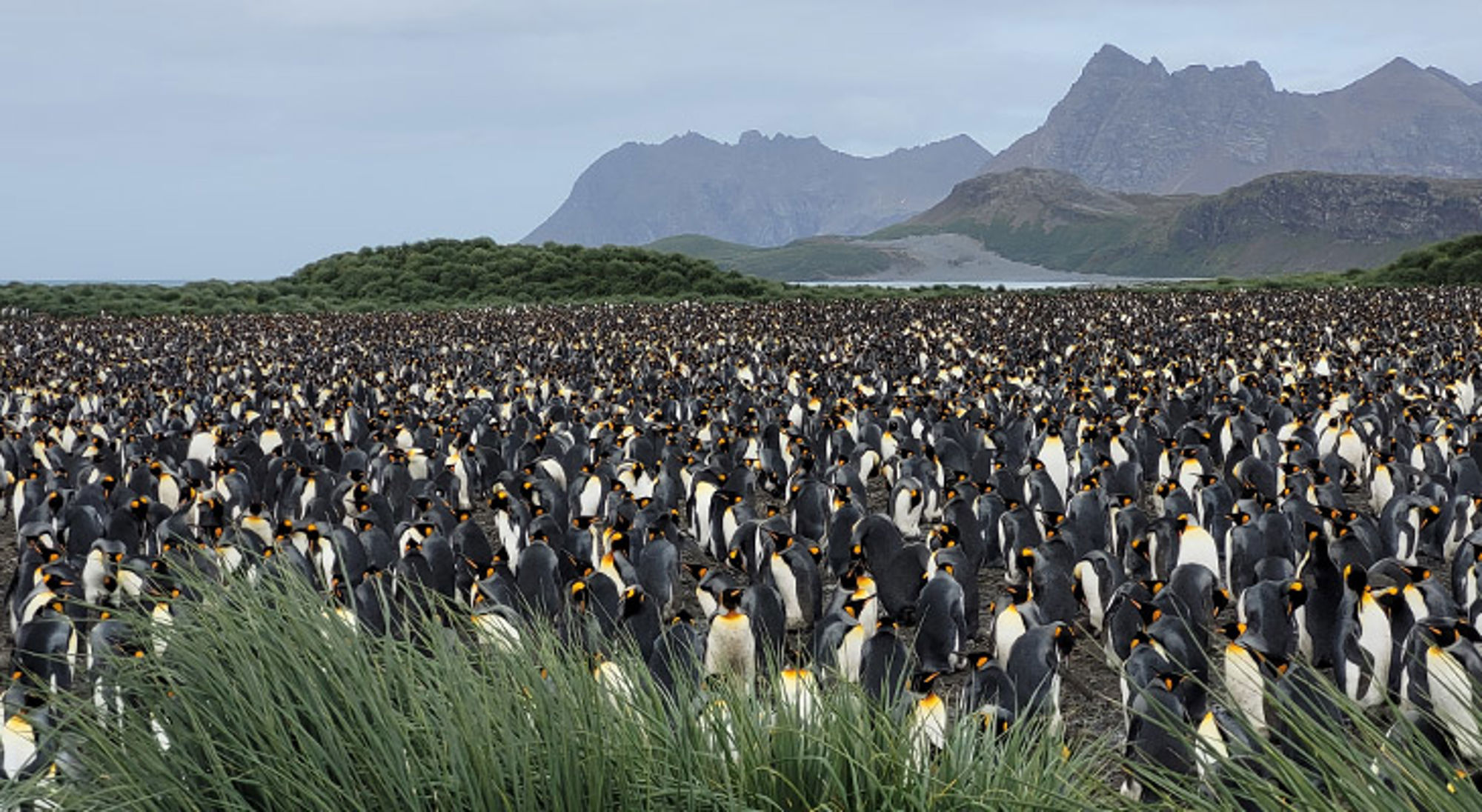 Pinguïns South Georgia Grote kolonie koningspinguïns op een strand met bergen op de achtergrond.