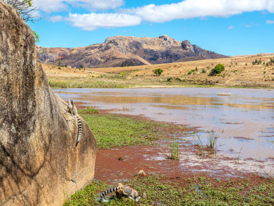 Ringstaartmaki’s bij een rots aan een meer met bergen op de achtergrond in Madagascar.