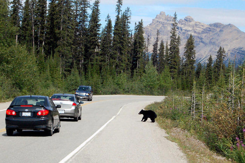 Zwarte beer steekt de weg over in de Canadese Rockies, langs naaldbos en bergen.