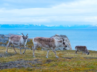 Rendieren op de toendra van Spitsbergen met fjord en besneeuwde bergen op de achtergrond.