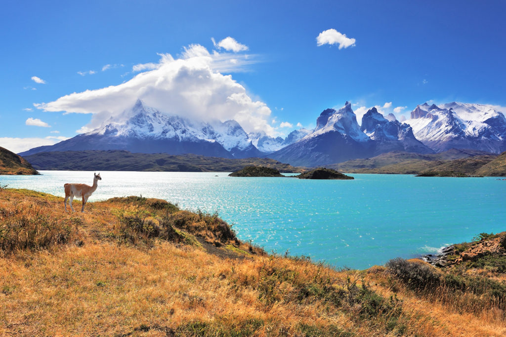 Lama bij turquoise meer met besneeuwde bergen in Patagonië, Argentinië.