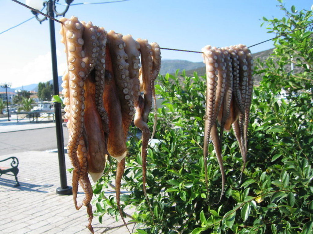Octopus hangt te drogen aan een lijn in een Griekse havenplaats tijdens de familiereis Griekenland Pop-Up.