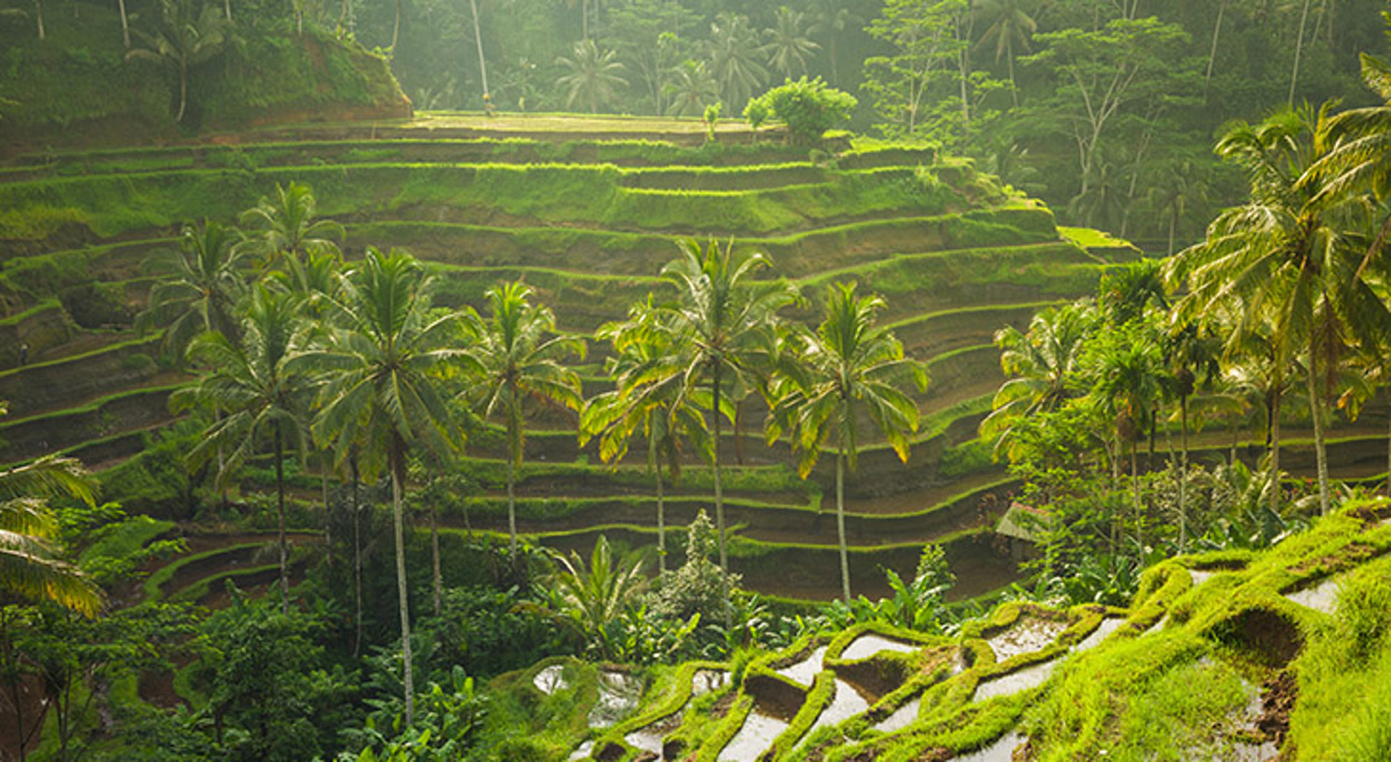 bali-indonesie-rijstvelden Groene rijstterrassen met palmbomen in een tropisch heuvellandschap.