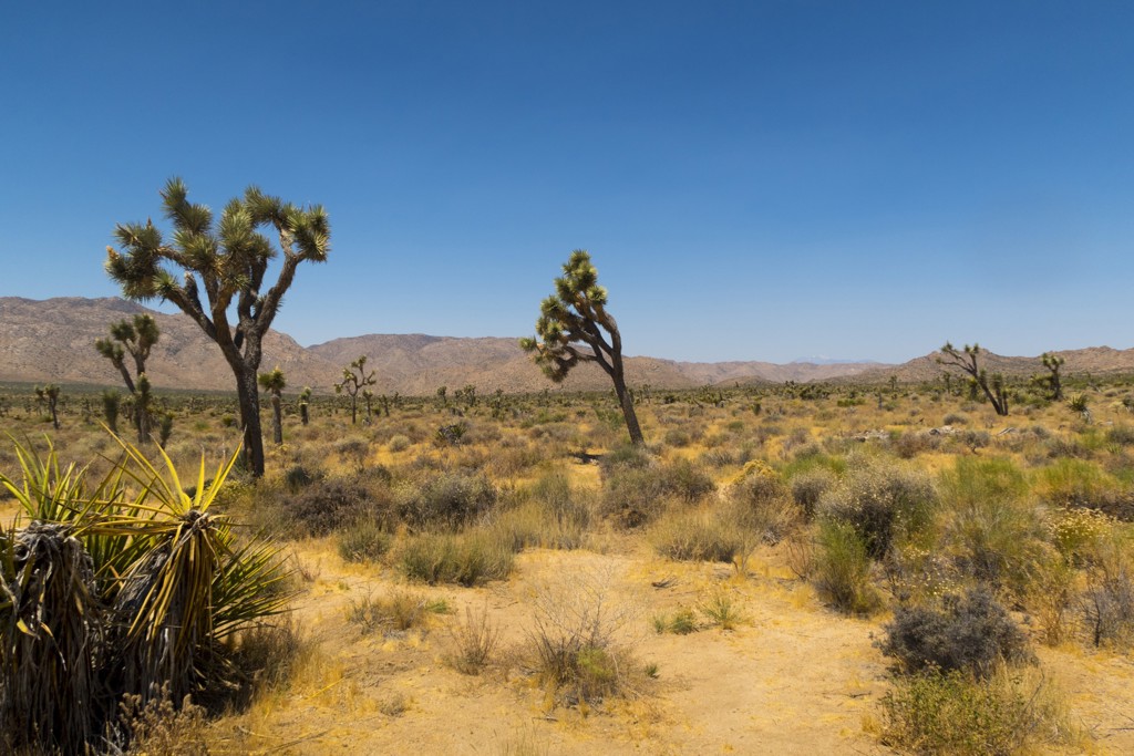 Joshua Tree-woestijnlandschap met yucca’s en bergen onder een heldere blauwe lucht, Verenigde Staten.