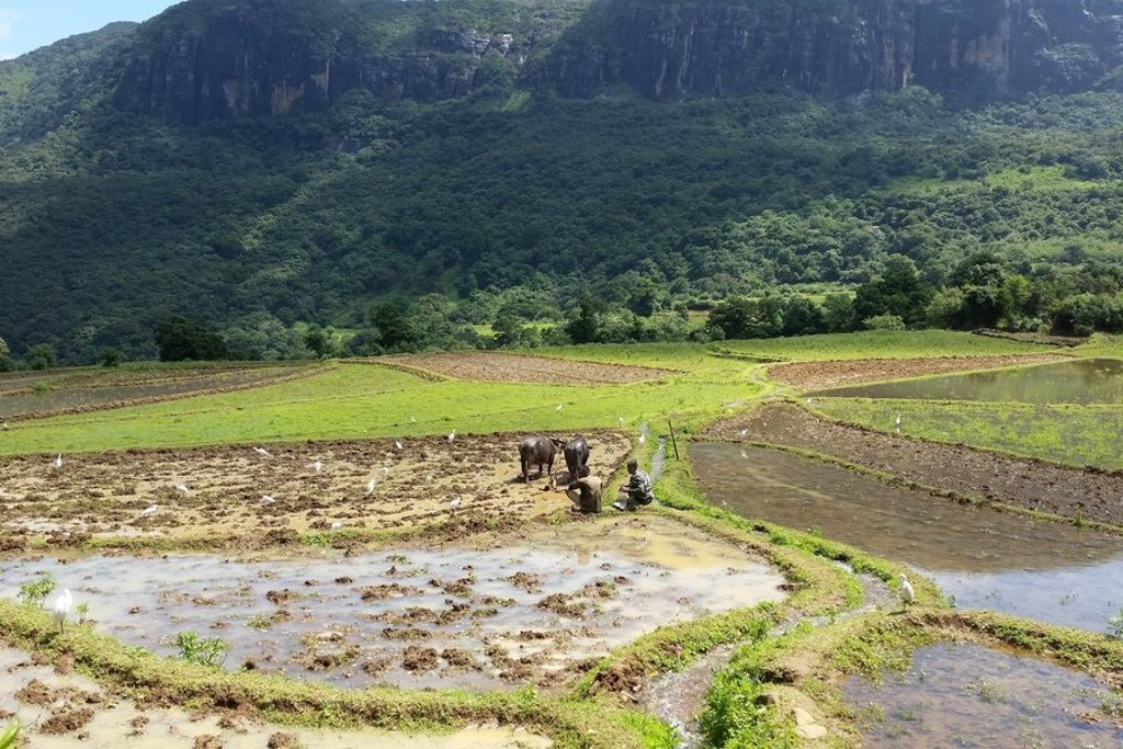 Safari-jeep tijdens een groepsrondreis in Sri Lanka, rijdend door een groen landschap.