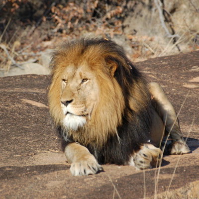 Leeuw ligt te rusten op een rots tijdens een groepsrondreis door Zuid-Afrika, eSwatini en Lesotho.