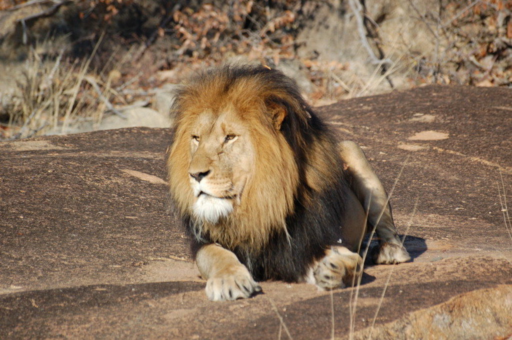 Leeuw ligt te rusten op een rots tijdens een groepsrondreis door Zuid-Afrika, eSwatini en Lesotho.