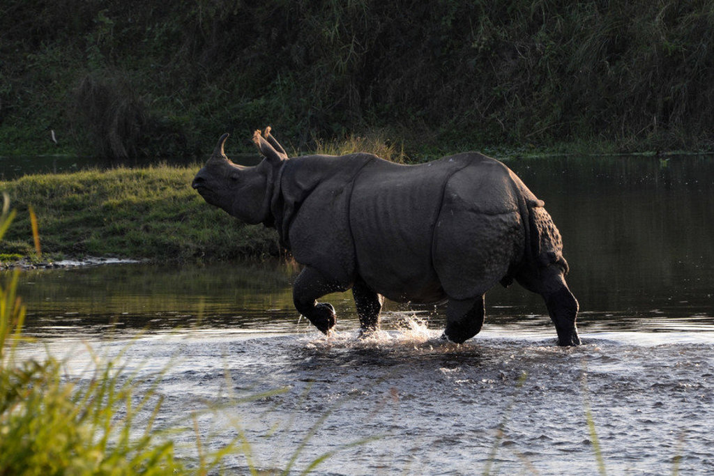 Neushoorn steekt een rivier over in Nepal.
