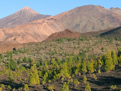 Vulkaanlandschap op Tenerife met de Teide en dennenbomen op zwarte lavagrond.
