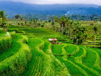 Groene rijstterrassen met palmbomen en bergen op Bali tijdens de Route Bali, 18 dagen.
