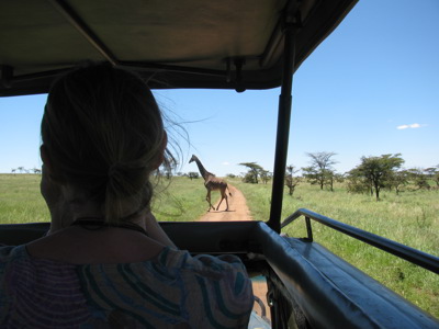 Safari in Kenia: giraffe steekt de weg over, gezien vanuit een safarijeep op de savanne.