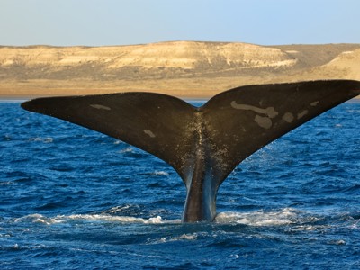 Walvisstaart boven de oceaan bij de kust van Patagonië.
