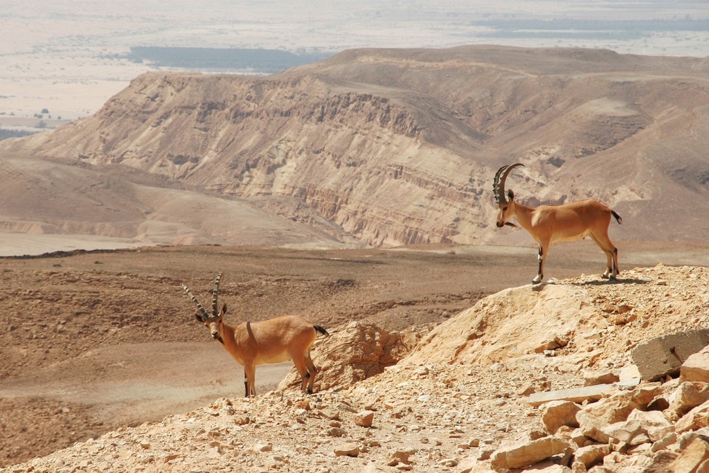 Twee Nubische steenbokken op een rots in de Negevwoestijn tijdens een groepsrondreis Israël en Palestijnse gebieden.