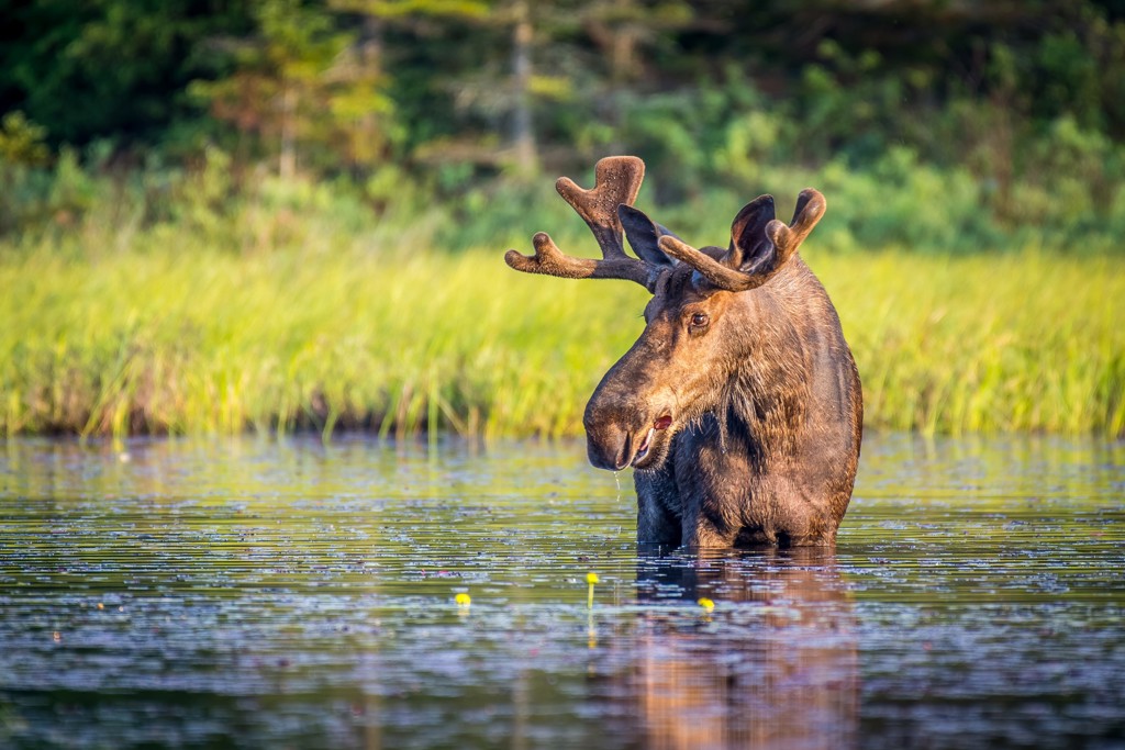 Eland in ondiep water bij groen moerasland tijdens rondreis Canada Oost.