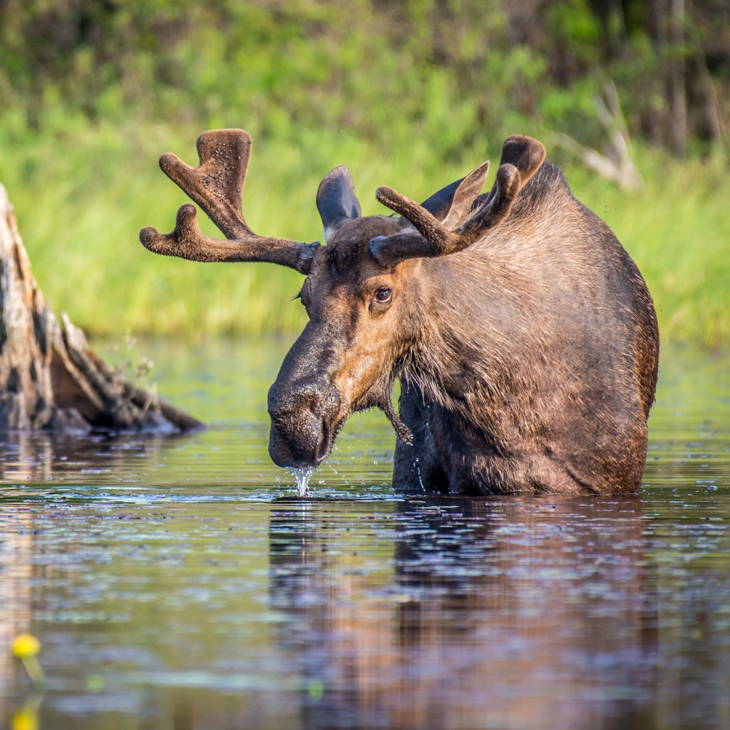 Eland in het water in Oost-Canada tijdens een hotelreis rondreis Canada.