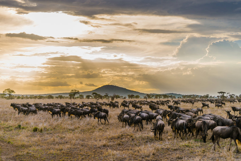 Gnoes op de savanne tijdens safari in Kenia en Tanzania bij zonsondergang.