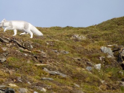 Wit poolvosje loopt over de toendra op Spitsbergen tijdens de 10-daagse route.