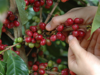 Hand plukt rijpe koffiebonen van een koffieplant in Nicaragua.