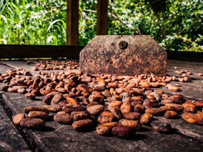Cacaobonen drogen op houten planken bij een cacaoplantage in Cuba.