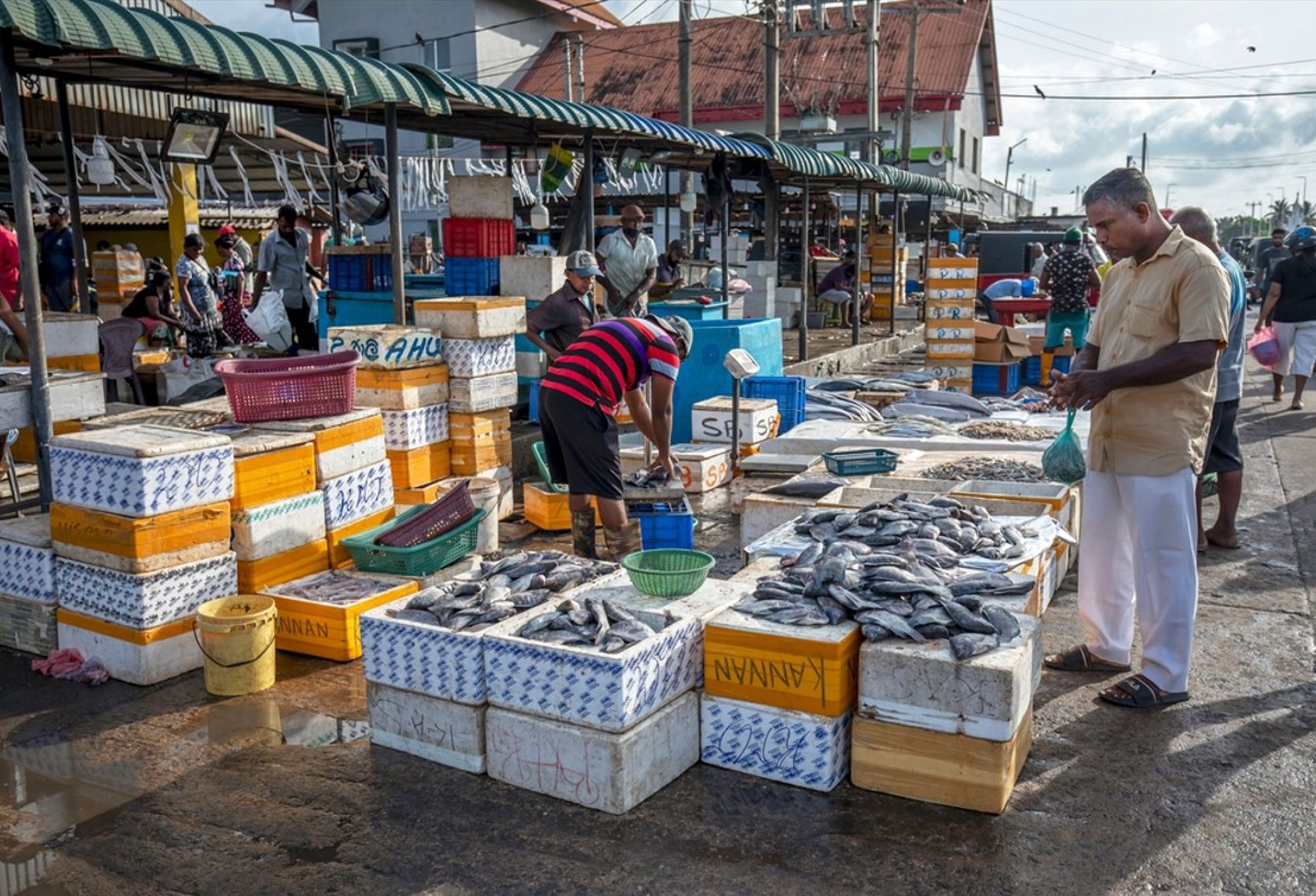 Vismarkt in Sri Lanka met kramen vol verse vis en handelaren tussen stapels viskisten.